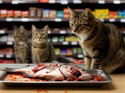 В Таганроге снова завоняло тухлой рыбой