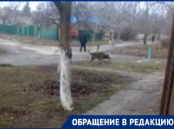 Стая собак во главе с бездомным мужчиной пугает таганрожцев