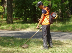 «Избавить город от амброзии» - запомним очередное обещание сити-менеджера Таганрога