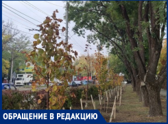 Блокировкой в соцсетях обернулась критика древонасаждения в Таганроге 