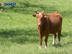 Таганрожцы могут остаться без местного мяса: в Ростовской области напряженная ситуация