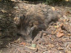 Облезлый голодный енот бродит по роще в Таганроге - трогательное видео