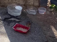 Едят из кошачьих мисок и смотрят в глаза: наглые крысы оккупировали особняк в центре Таганрога