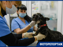 Пусть в Новом году будут здоровы Ваши питомцы