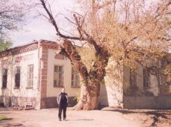 Легенда про Пушкинский дуб в Таганроге 