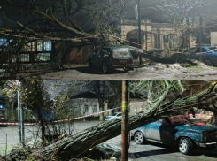 Не прошло и года: в Таганроге убрали гнилое дерево после того, как оно рухнуло на автомобиль