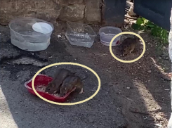 Таганрожцев предупредили об инфекциях, переносимых грызунами