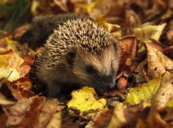 День Раисы Спорной: 6 октября таганрожцам не рекомендуют ссориться