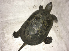 Сбежавшая  от хозяев черепашка, заставила о себе говорить таганрожцев