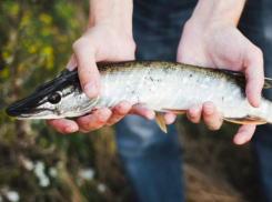 Росрыболовство ищет способ спасти азовского осетра от браконьеров
