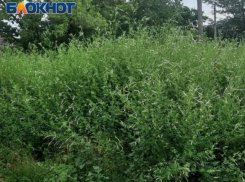 Собственники земельных участков в Таганроге будут привлечены к административной ответственности