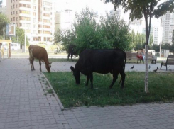 Улицы донской столицы превратились в пастбище для коров