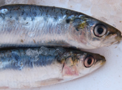 Сельди в Таганрогском заливе будет мало - прогноз на 2025 год и причины «неурожая» 
