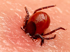 Обработка не спасает, клещи атакуют россиян - жители Таганрога и Ростовской области в зоне особого риска