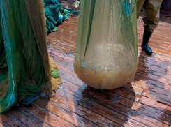 Рыбаки Азовского моря и Таганрогского залива столкнулись с массовым нашествием медуз в 2025 году