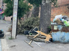 Региональный оператор не должен вывозить порубочные остатки – комментарий Правительства