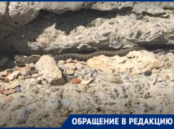 На Приморском пляже Таганрога змея ползала прямо по загорающей девушке