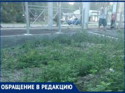 Остановка – Амброзия