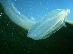 «Медузный апокалипсис»: нашествие гребневиков в Азовском море грозит исчезновением хамсы