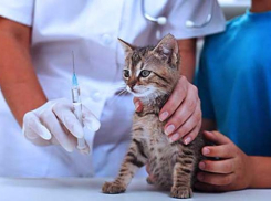 Ветеринарные врачи Таганрога проводят бесплатную вакцинацию животных от бешенства