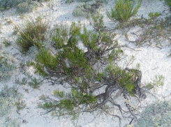 Всё меньше остается растений, подаренных богиней Артемидой