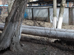 Беда близко: огромное дерево в Таганроге грозит упасть на детский сад, но убирать его не планируют