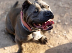 В России предлагается ввести ещё один штраф