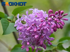 Таганрожцы могут понести ответственность за сорванную сирень