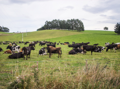 Россельхознадзор внимательно следит за Неклиновским районом – очередное нарушение нашли в содержании крупного рогатого скота