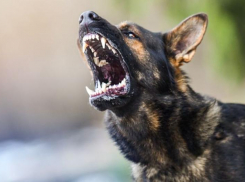 Бездомные животные пугают жителей Таганрога