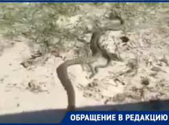 Не слишком много ли в Таганроге змей?