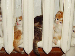 На холодные батареи в Таганроге, теперь можно жаловаться официально