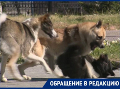 На беременную женщину на территории роддома напала стая собак