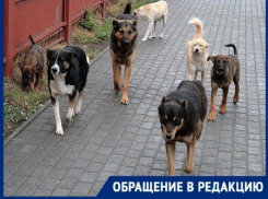 Бродячие собаки загрызли котенка в центре Таганрога