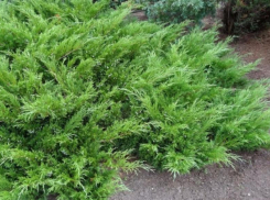 Какое хвойное растение занесено в Красную книгу Ростовской области