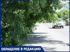 «Ветки бьют по головам»: таганрожцы жалуются на неухоженность деревьев вдоль тротуаров - кто должен обрезать