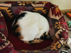 Ермилов день: сегодня таганрожцам категорически нельзя будить спящих кошек