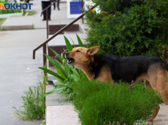 Таганрогские бездомные собаки дружелюбно встретили специалистов по отлову, но это пока