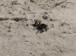 Закаляются в таганрогских морозах пауки-тарантулы