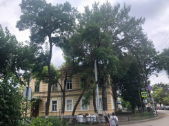  «В любой момент могут свалиться на голову», - таганроженка просит спилить старые деревья