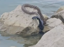 Крупная змея на пляже «Тополёк» напугала таганроженку