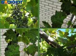 Чем болеет виноград в Таганроге 