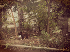 «Собачья тема» из Таганрога дошла до федеральных каналов 