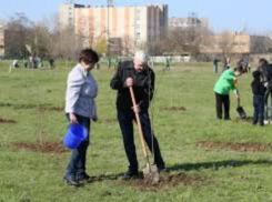 2000 голосов отделяет Таганрог от получения заветной «Аллеи Славы»