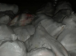 Наловил на 3,5 млн: под Таганрогом снова задержан браконьер