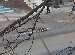 Неделями «Благоустройство» игнорирует заявки таганрожцев убрать труп животного 