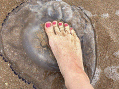 Правда, что на берегу Таганрогского залива — засилье медуз?