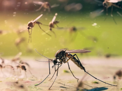 Готовьте репелленты: Таганрог совсем скоро ждет комариный апокалипсис
