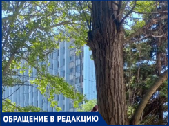 Ещё один шторм, и огромное сухое дерево рухнет в Таганроге. А если на людей?