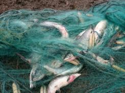 В Таганрогском заливе поймали двух браконьеров